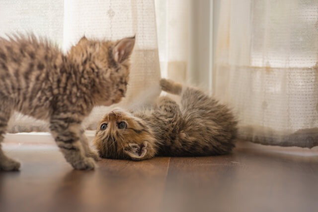 愛猫に紫陽花は危険!食べた際の中毒症状や致死量、対処法を徹底解説のサムネイル画像